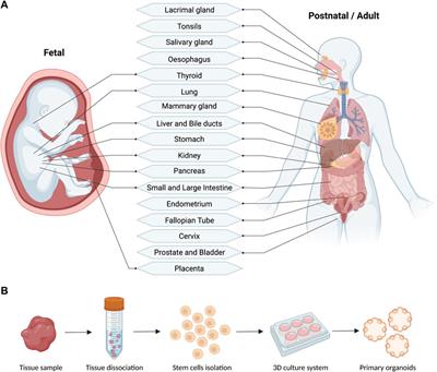 Primary human organoids models: Current progress and key milestones